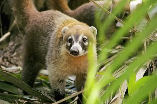 coati